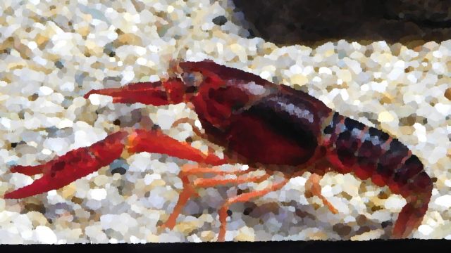 小学校の教室でザリガニを飼う